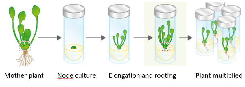 The development of multiplication conditions in vitro of Stevia ...