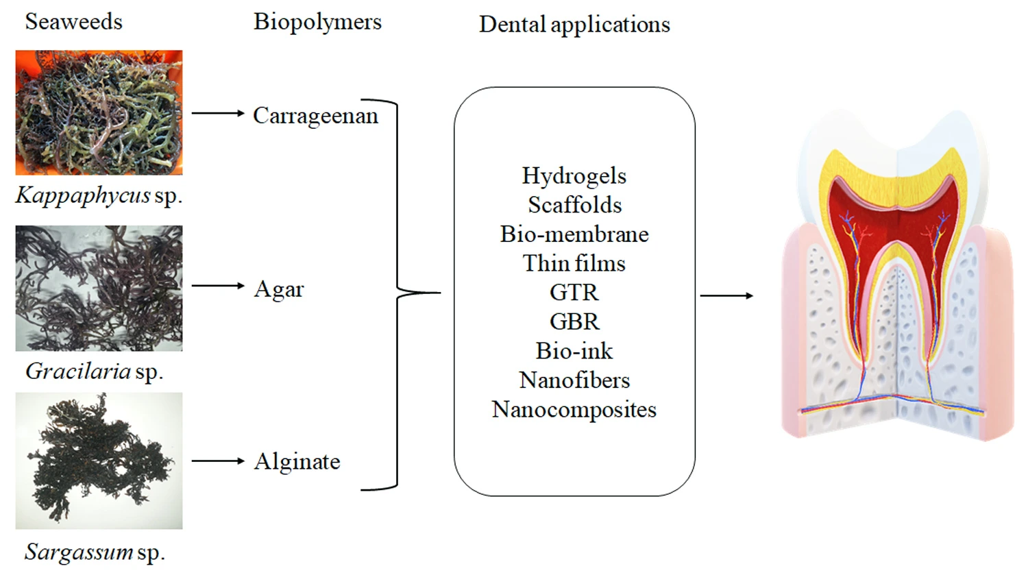 a) Images of seaweed species for carrageenan biopolymer extraction