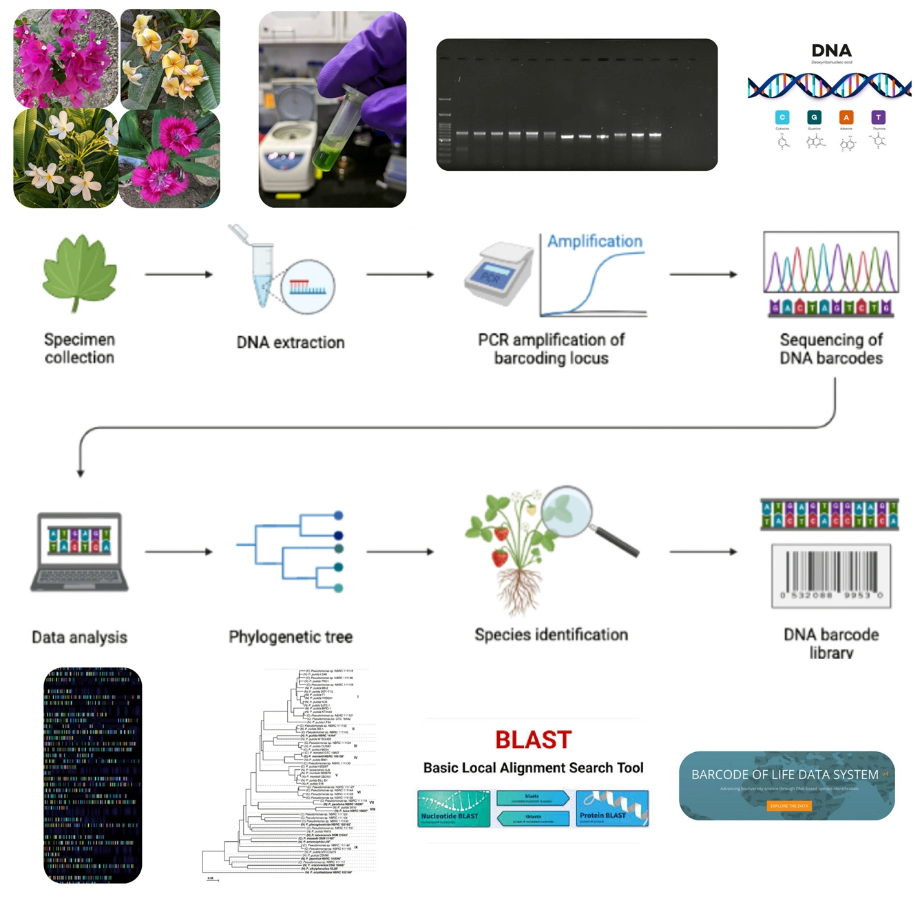 Graphical Abstract