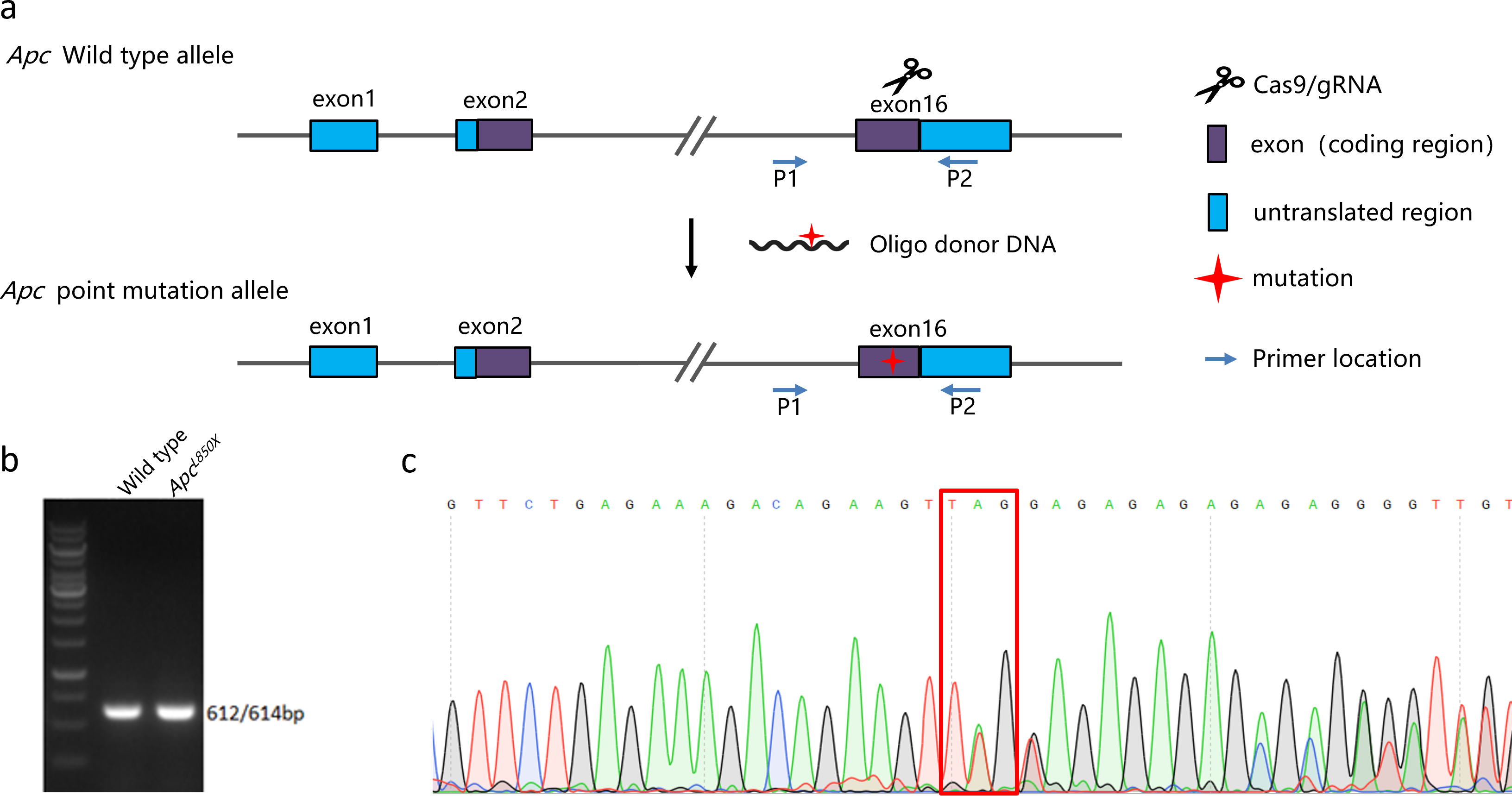 Graphical Abstract