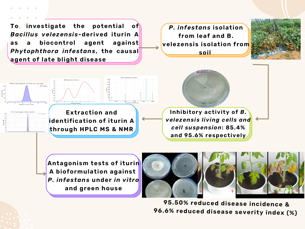 Graphical Abstract