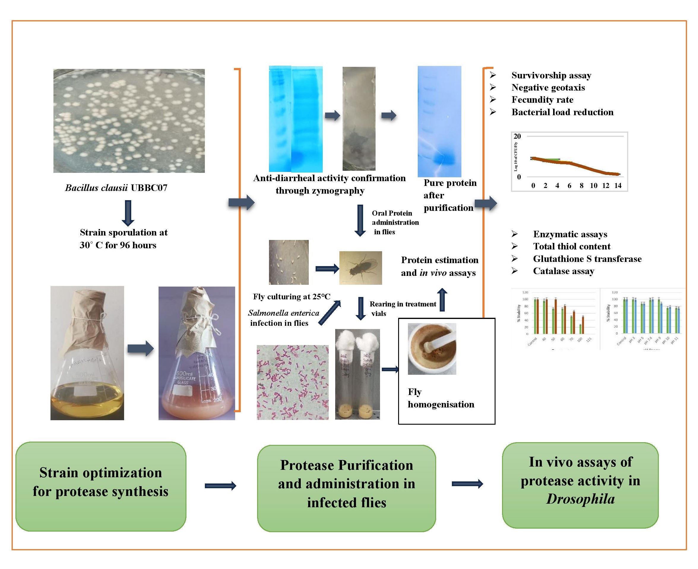 Graphical Abstract