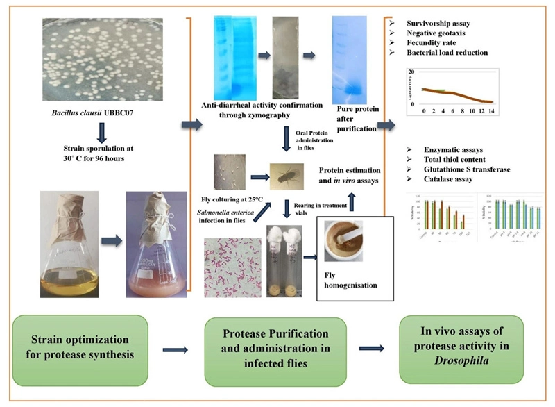 Graphical Abstract