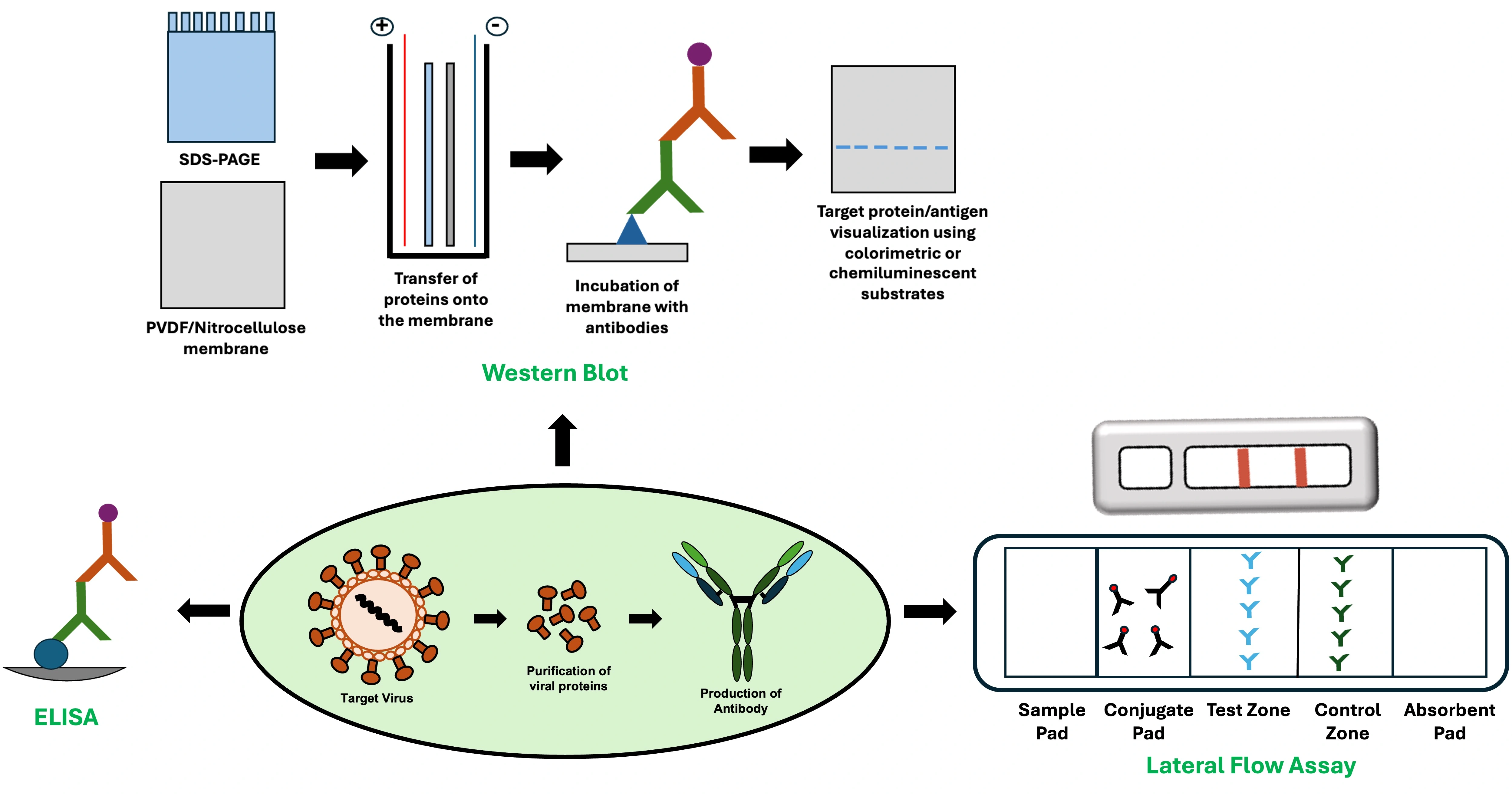 Graphical Abstract