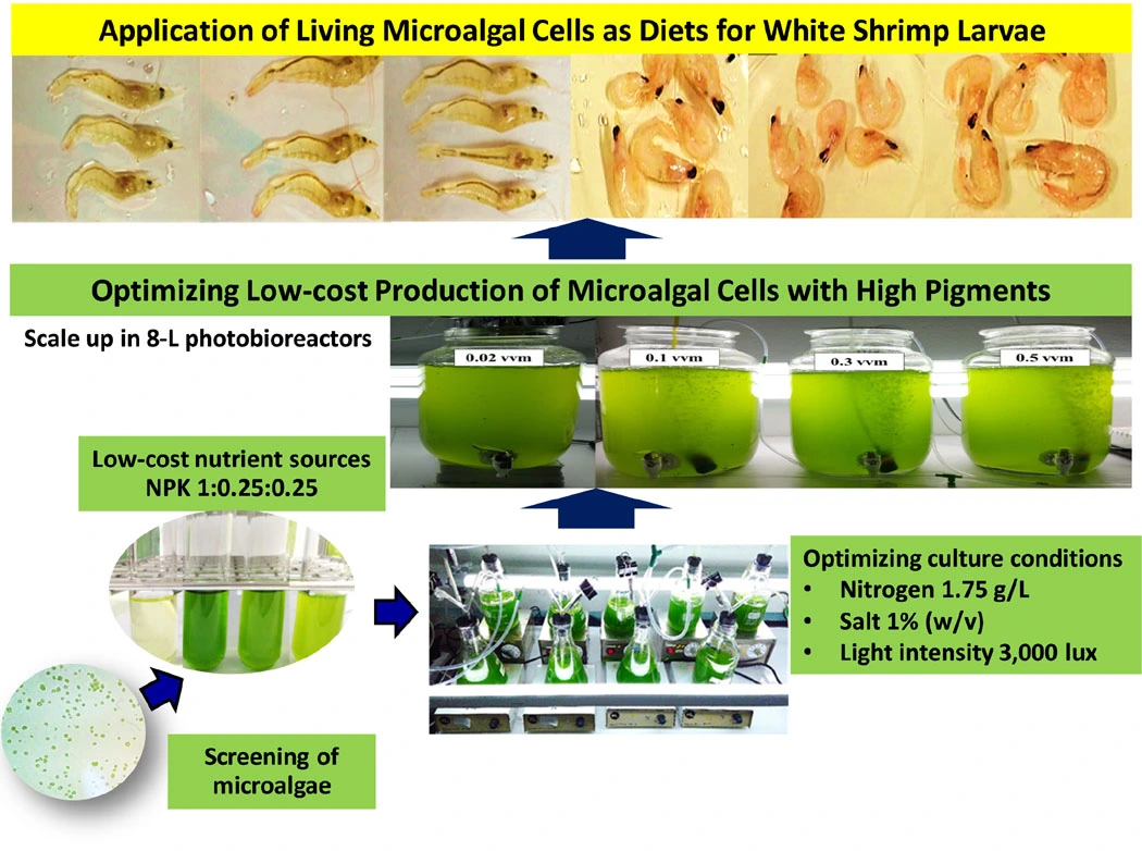 Graphical Abstract