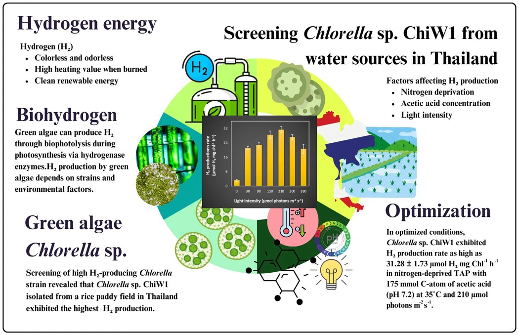 Graphical Abstract