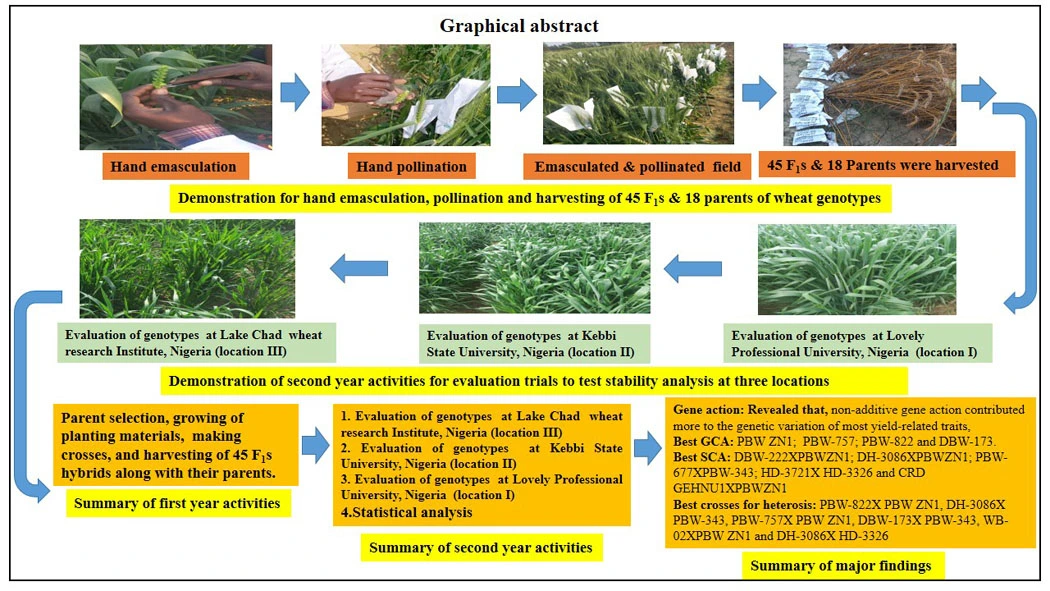 Graphical Abstract