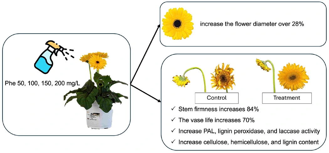 Graphical Abstract