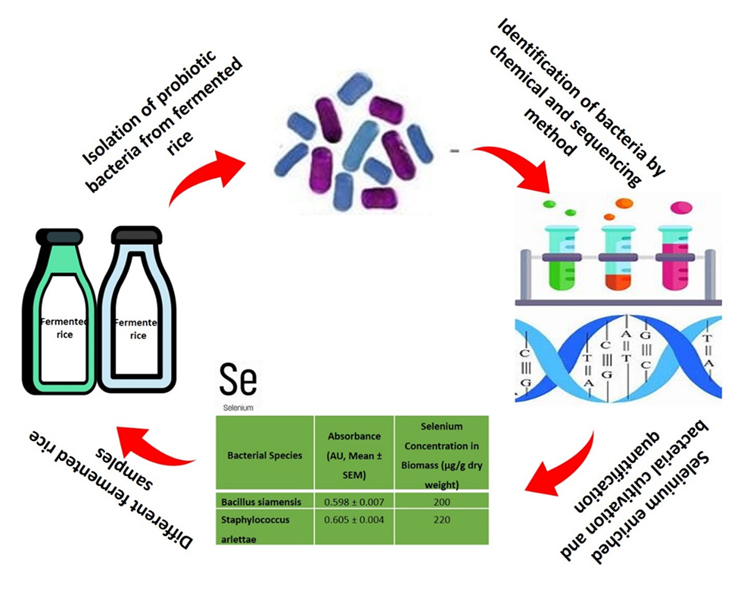 Graphical Abstract