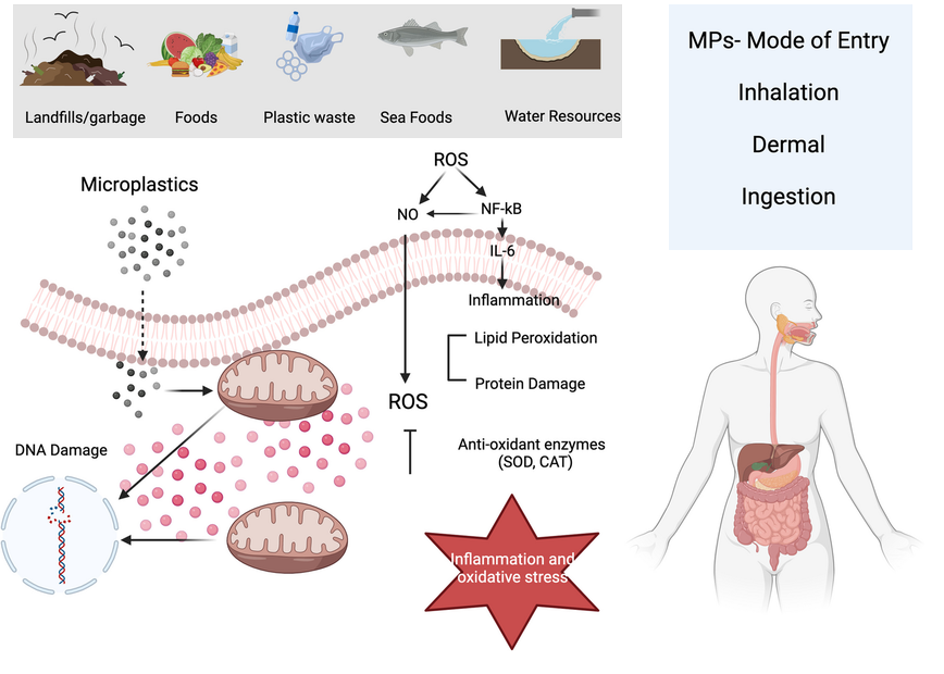 Graphical Abstract