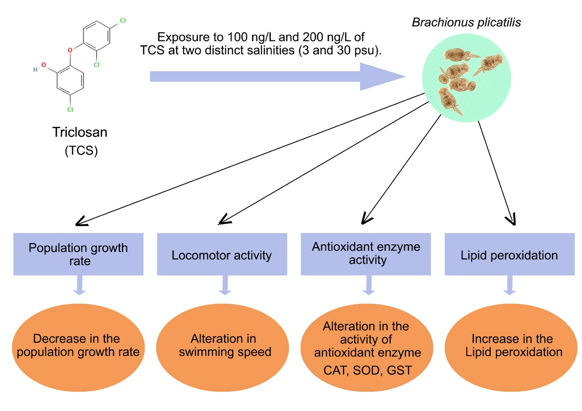 Graphical Abstract