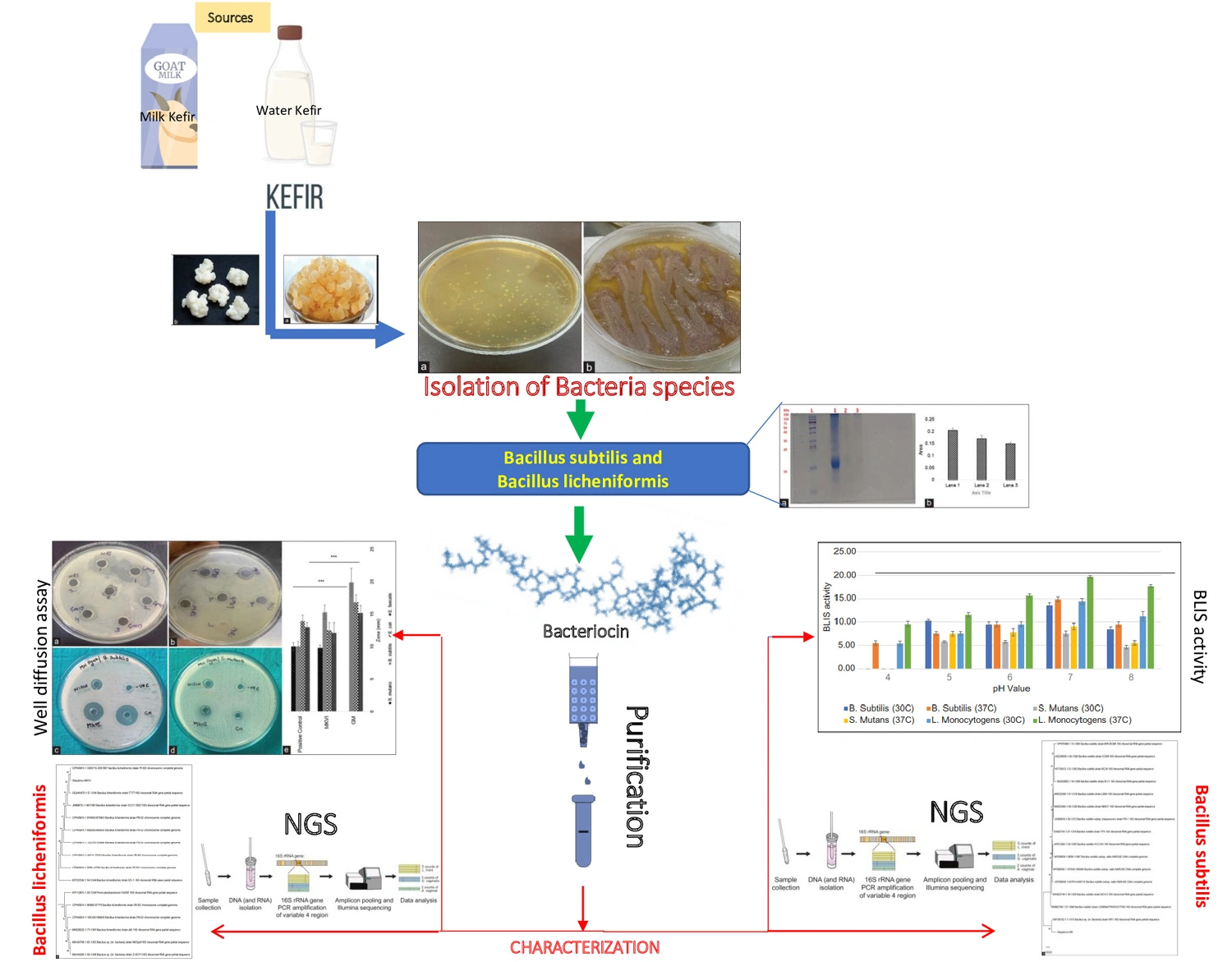 Graphical Abstract