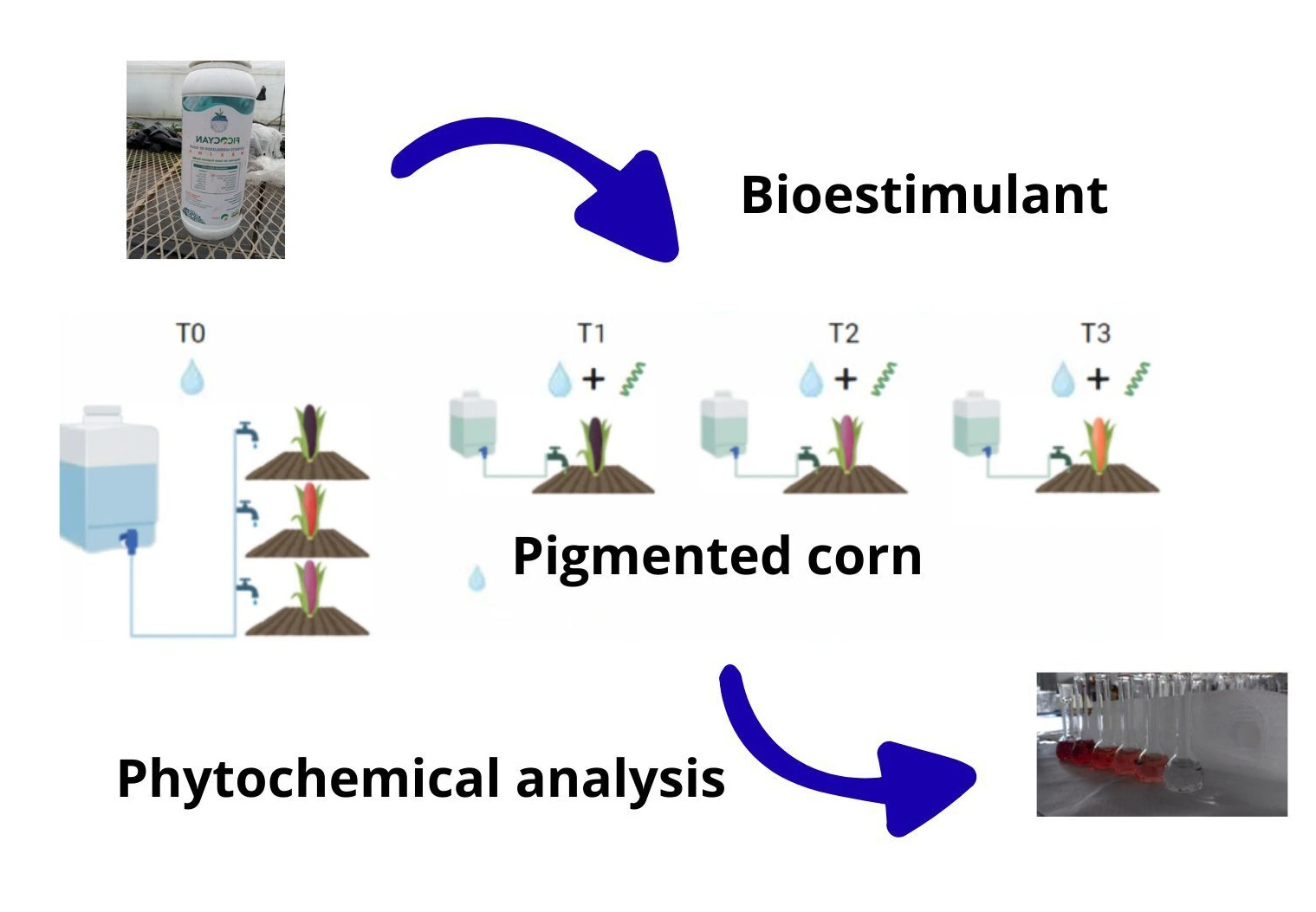Graphical Abstract