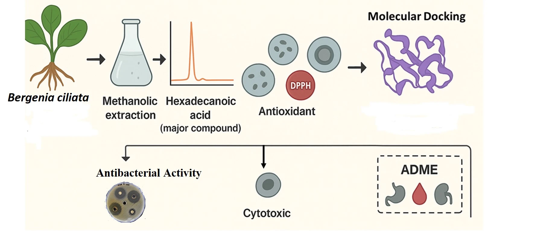 Graphical Abstract