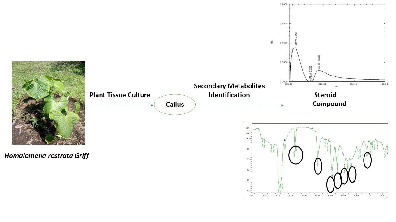 Graphical Abstract