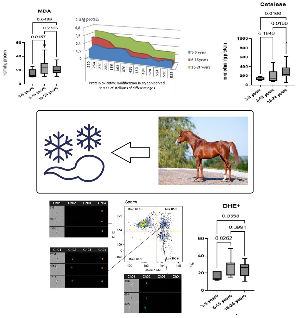 Graphical Abstract