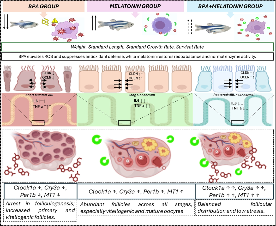 Graphical Abstract
