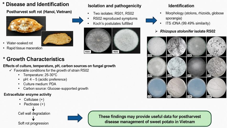 Graphical Abstract