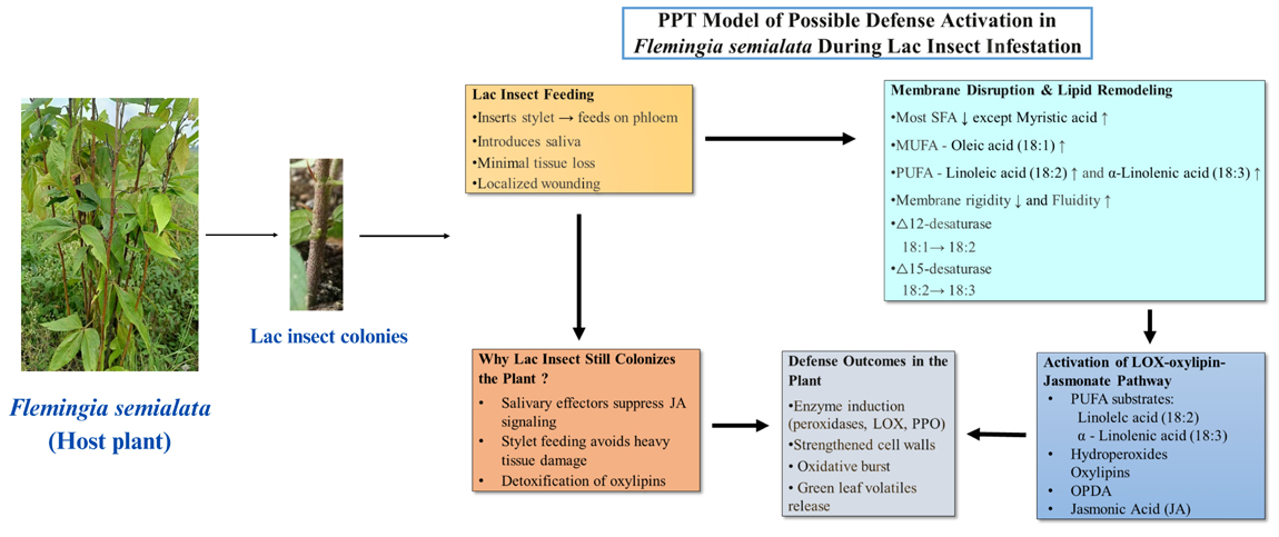Graphical Abstract