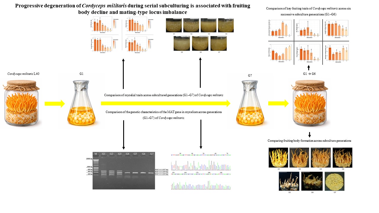 Graphical Abstract