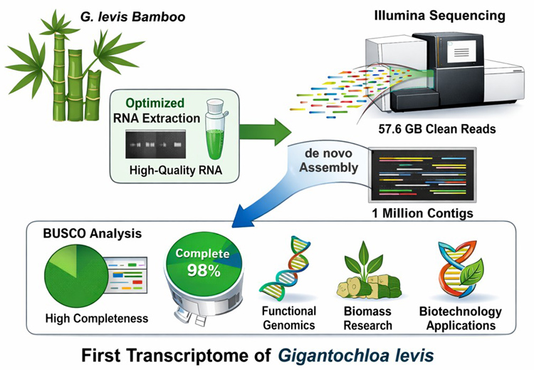 Graphical Abstract