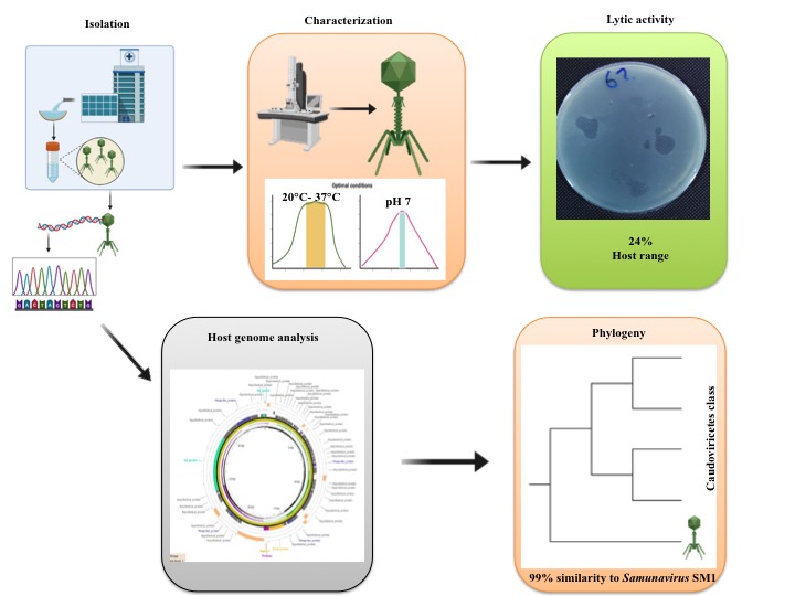 Graphical Abstract