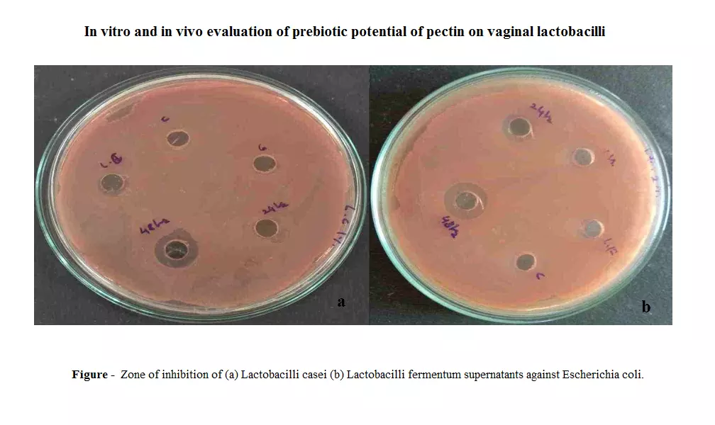 In vitro and in vivo evaluation of prebiotic potential of pectin on ...