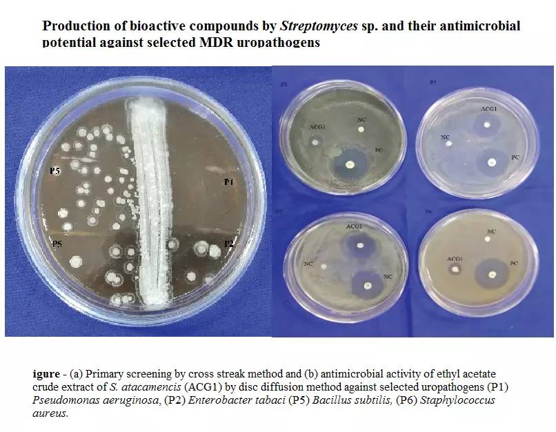 Production of bioactive compounds by Streptomyces sp. and their ...