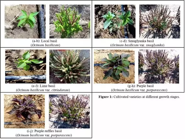 Effect of organic fertilization on productivity of some newly