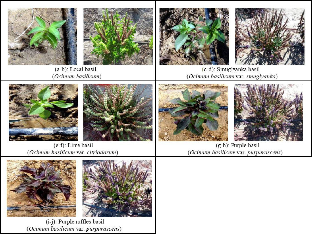 Effect of organic fertilization on productivity of some newly