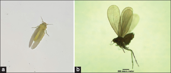 Methods for the Extraction of Endosymbionts from the Whitefly