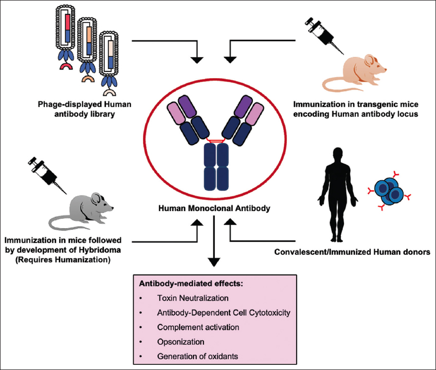 Leveraging Monoclonal Antibodies As Therapeutics To Address ...