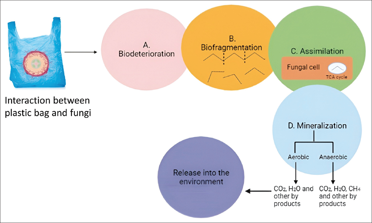 An Overview On Role Of Fungi In Systematic Plastic Degradation