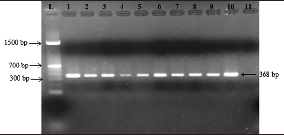 Effect of bacteriophages and chamber bitter Phyllanthus amarus