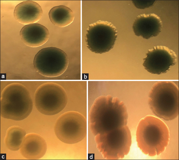 Effect of bacteriophages and chamber bitter Phyllanthus amarus