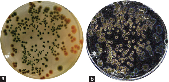 Effect of bacteriophages and chamber bitter Phyllanthus amarus