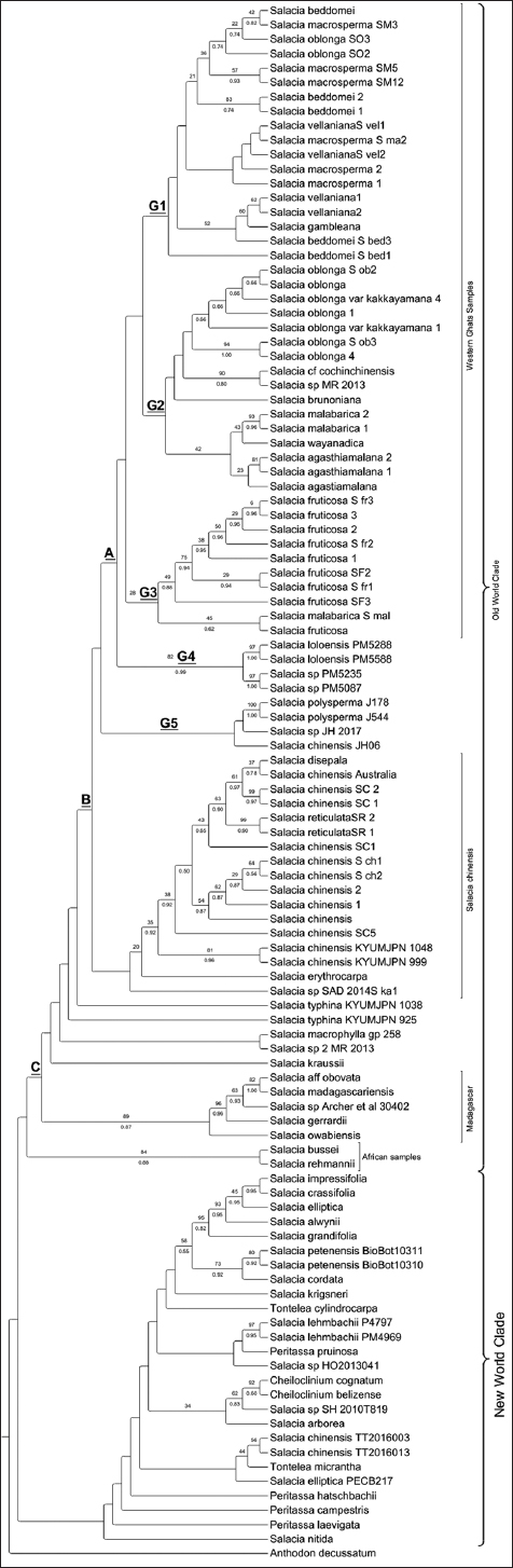 An Exploration Of The Phylogeny And Phylogeographic Relationships Of ...