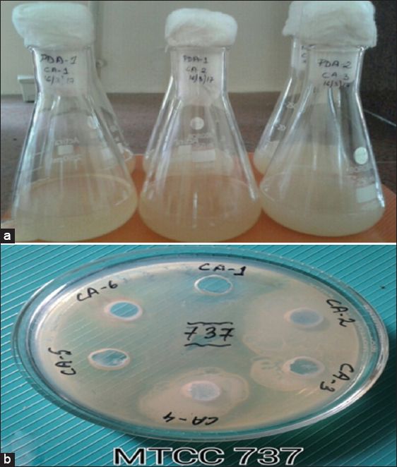 Isolation of yeast endophytes from healthy seeds of Capsicum annuum L