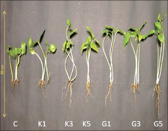 Gibberellic acid treatment improves seed germination and seedling ...