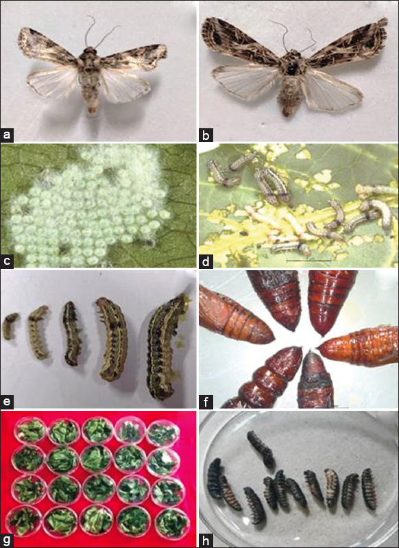 Entomopathogenic bacteria and fungi as eco-safe substitutes to chemical ...