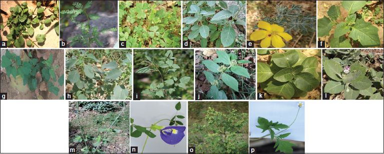 Weeds in Gwalior and nearby regions and their medicinal properties: A ...