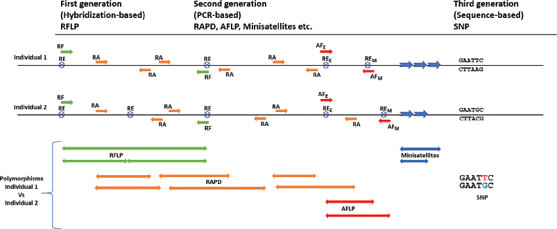 Assessment of plant genetic variations using molecular markers: A review